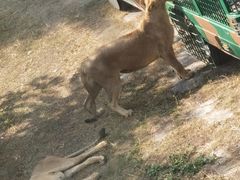 -深圳野生动物园