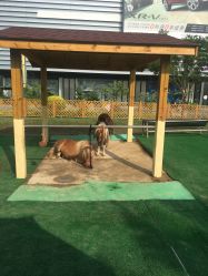 -萌宠亲子动物乐园(槐房万达店)