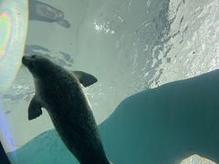-大阪海游馆
