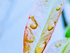 -天津东丽湖风景区