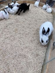 点击看大图 -小象动物公园