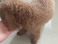 -宠颐生中康贝怡动物医院
