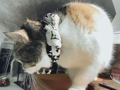 -Bastet sally猫舍购宠(静安店)