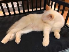 -more than meow吴止猫主题餐厅(承德 中船汇店)