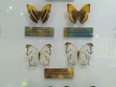 -上海昆虫博物馆
