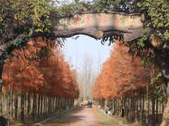 -合肥滨湖国家森林公园