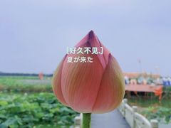 -荷花荡
