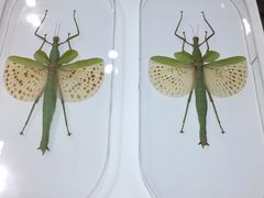 -上海昆虫博物馆