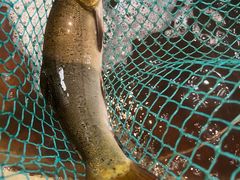 -干老四雅鱼饭店(滨江西路店)