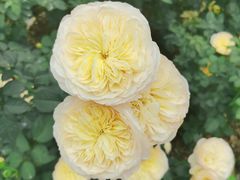 -人民公园(罗湖区)