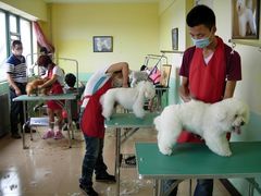 -优缇多格专业宠物美容师培训学校