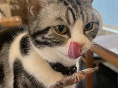 -猫小院猫主题餐厅(南锣旗舰店)