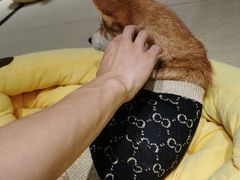 -逗柴咖啡屋·狗咖猫咖宠物桌游