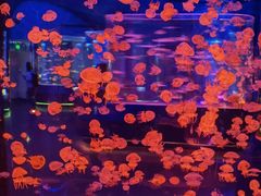 -上海海昌海洋公园