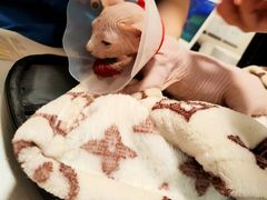 -瑞派·关忠动物医院·异宠专科·犬猫肿瘤·皮肤专科(望京店)