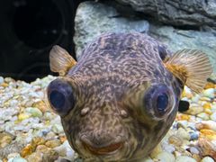 -上海海洋水族馆