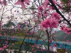 -重庆彩云湖湿地公园