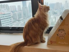 -猫腻·猫咖·撸猫馆(星光大道店)