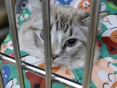 -瑞派动物医院·猫专科·至诚(江南中分院)