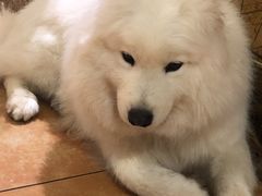 -more than meow吴止猫主题餐厅(承德 中船汇店)