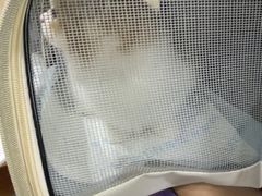 -宠爱国际动物医院·消化内科·心肾内科·ISFM猫友好(望京店)