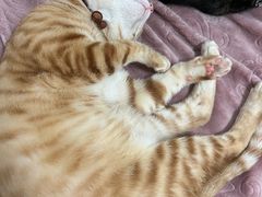 -伟伟宠物医院·瑞派猫友好医院·猫科(光谷店)