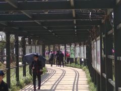 -杭州湾海上花田景区