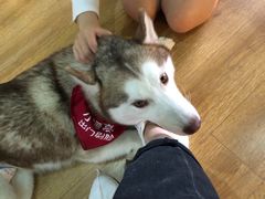 -Husky Go! 哈士奇体验馆·宠物咖啡厅狗咖