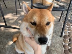 -柴犬高等学院·狗咖·柴犬售卖·宠物训练