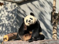 -卧龙中华大熊猫苑神树坪基地