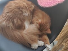 -平行世界·猫咖(首经贸店)