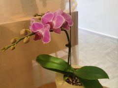 -左悦·艾灸调理·推拿按摩·精油SPA(卓悦汇店)