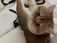 -柚子猫舍·精品猫舍购猫·猫咪认养·购宠·宠物店