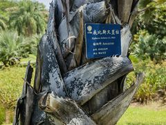 -中国科学院西双版纳热带植物园