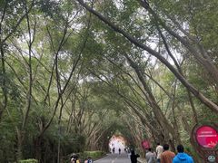 -大屏嶂森林公园