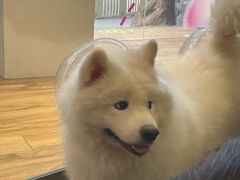 -more than meow吴止猫主题餐厅(承德 中船汇店)