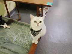 -猫色咖啡·猫咖