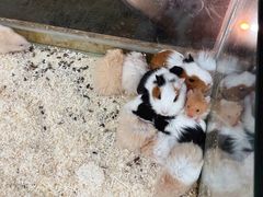 -怪兽屋·羊驼·猫咖·狗咖(俊华广场店)