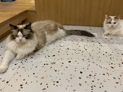 -滚猫咖啡·猫咖·猫友好撸猫(未来城店)