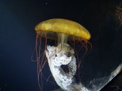 -欢乐海岸海洋奇梦馆