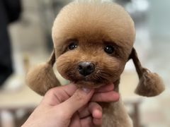 -鑫艺宠物美容培训学校