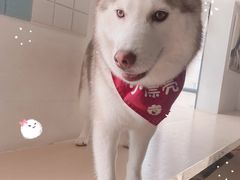 -Husky Go! 哈士奇体验馆·宠物咖啡厅狗咖