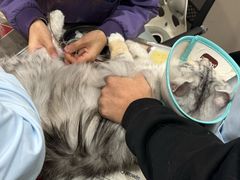 -四月宠物医院·猫专科·心脏专科·内科(转塘店)