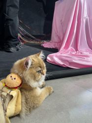 -米莱摄影写真(五大道别墅店)