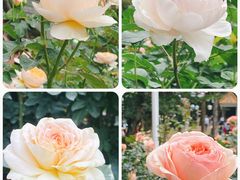 -人民公园(罗湖区)