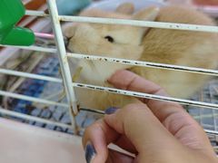 -宠物兔专门店(天丰利市场店)