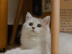 -lincat·猫舍(广州店)
