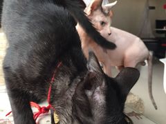 iphone_upload_pic-萌喵宠狗爱心宠咖
