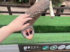 -野象谷景区