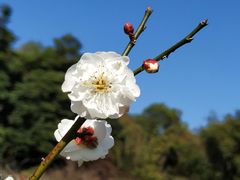 -广州市白云山风景名胜区